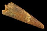 Fossil Pterosaur (Siroccopteryx) Tooth - Morocco #140702-1